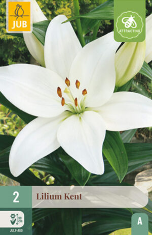 Liilia ‘Kent’ 2tk