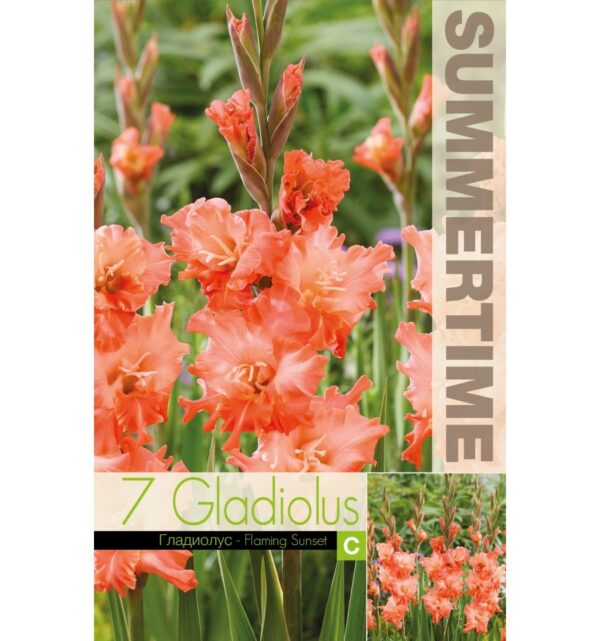 Gladiool 'Flaming Sunset' 7tk