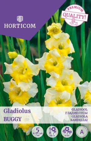 Gladiool ‘Buggy’ 5tk
