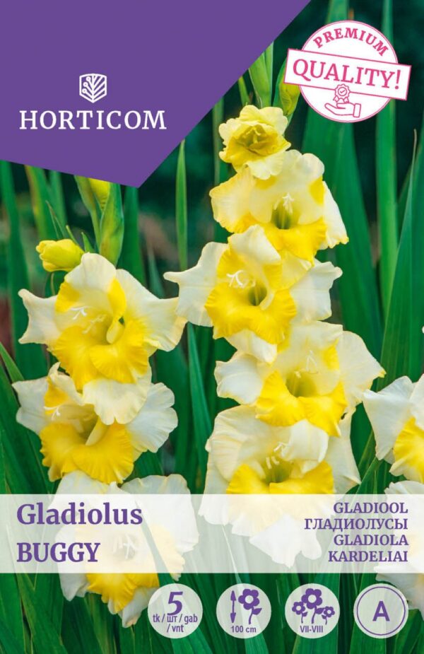 Gladiool 'Buggy' 5tk