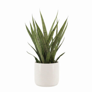 Kolmevöödiline havisaba ‘Silver Princess’ P14