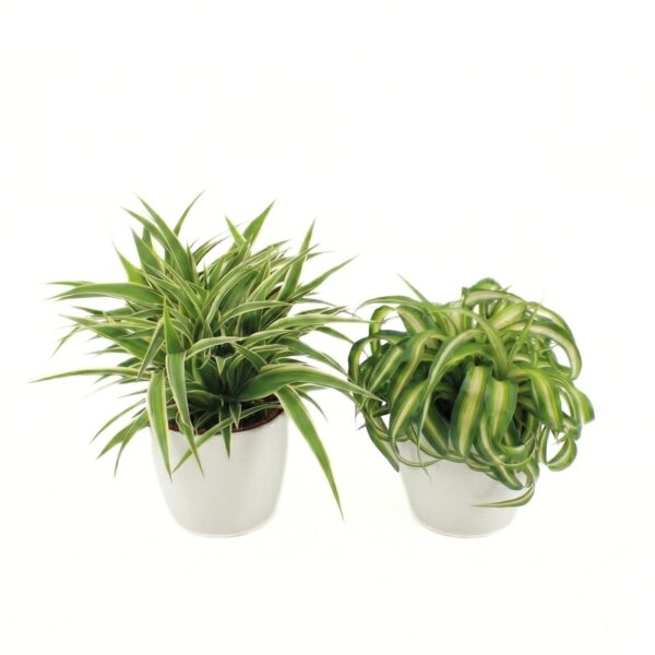 Tups-rohtliilia P12 erinevad