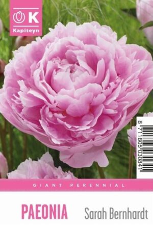 Pojeng ‘Sarah Bernhardt’ 1tk XXL lahtine