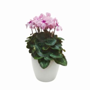 Alpikann ‘Illusia’ P10,5