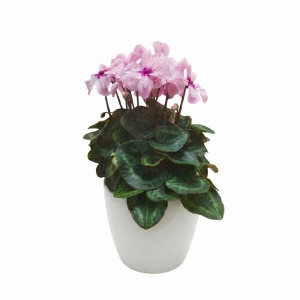 Alpikann 'Illusia' P10,5