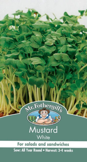 Valge sinep ‘Mustard White’ võrsete kasvatamiseks 2500s