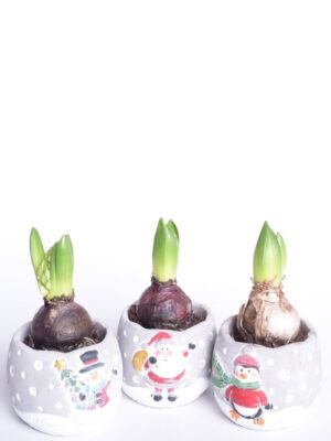 Hüatsint P10 talvises ümbrispotis