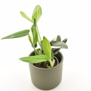 Süstlehine monstera ‘Cobra’ P13 kahevärviline