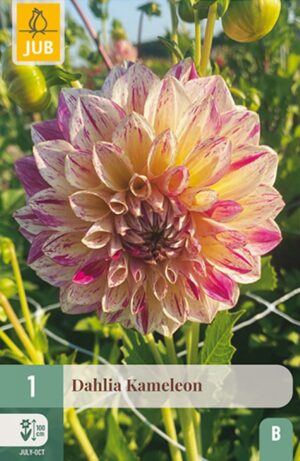 Daalia ‘Kameleon’ 1tk