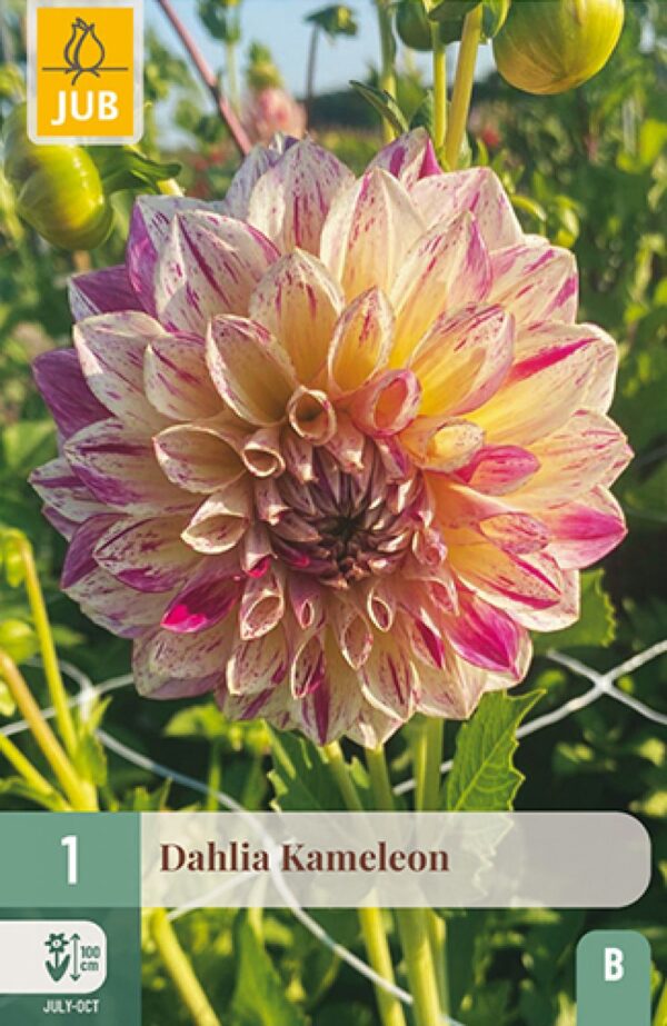 Daalia 'Kameleon' 1tk