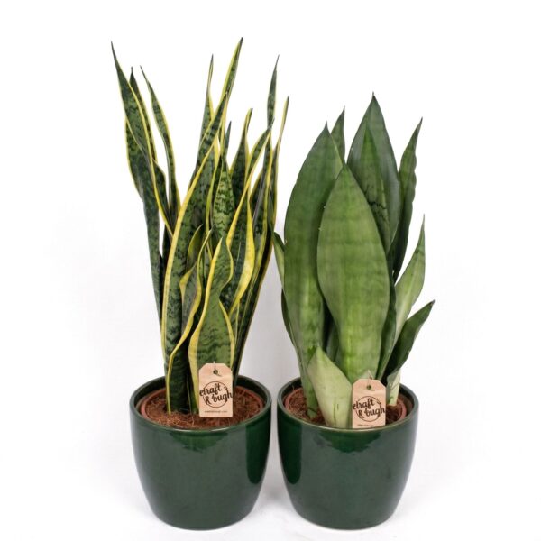 Kolmevöödiline havisaba P17 erinevad