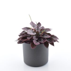 Keerdlehine peperoomia ‘Cayenne’ P11