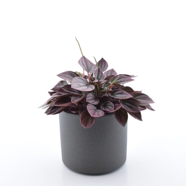Keerdlehine peperoomia 'Cayenne' P11