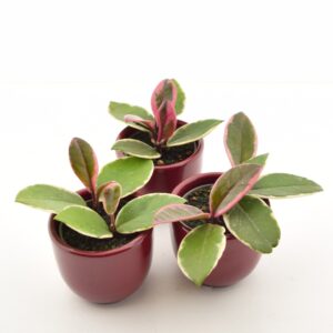 Harilik vahalill ‘Flamingo Dream’ P6