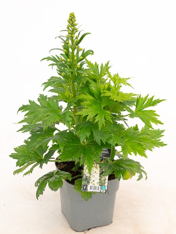 Kukekannus 'Delgenius Neva' P19 Eestis kasvatatud