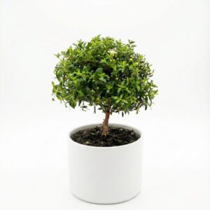 Harilik mürt P12 tüvel