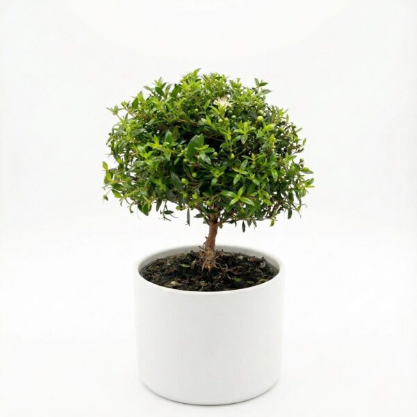 Harilik mürt P12 tüvel