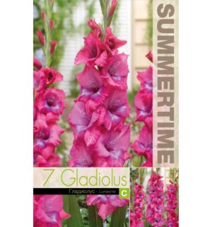 Gladiool ‘Lumierre’ 7 tk
