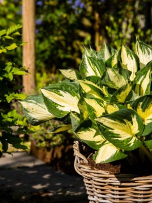 Hosta ‘Colored Hulk’ P14 Eestis kasvatatud