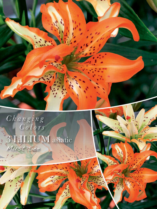 Liilia 'Must See' 3tk