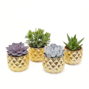 Sukulent P14 erinevad ümbrispotis