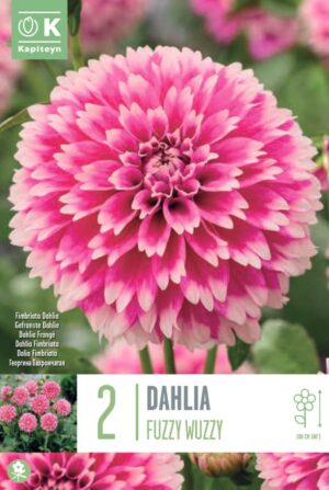 Daalia ‘Fuzzy Wuzzy’ 2tk
