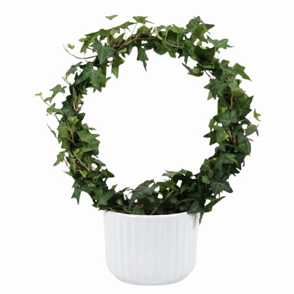 Harilik luuderohi P13 kaarel