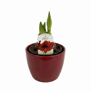 Ratsuritäht P14 erinevad 2 õit