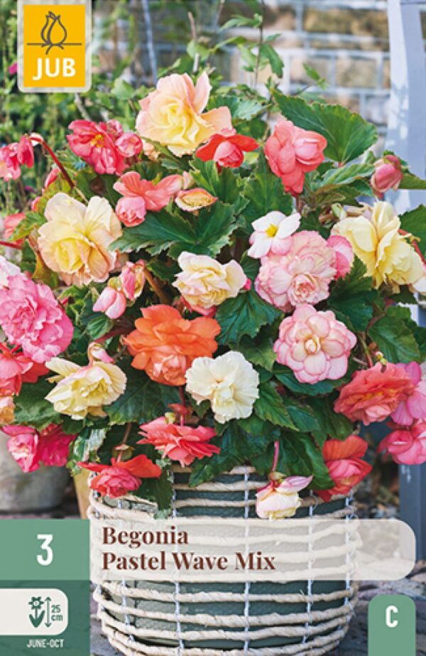 Begoonia 'Pastel Wave' Mix 3tk