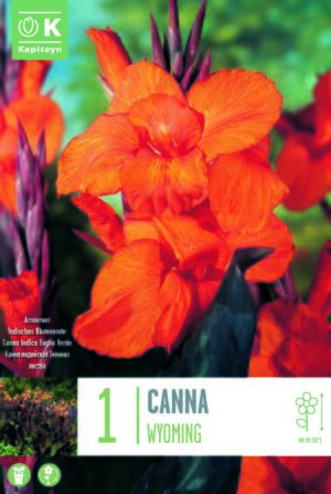 Kanna ‘Wyoming’ 1tk