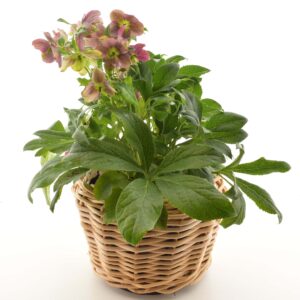 Kaukaasia lumeroos ‘VIV Victoria’ P17