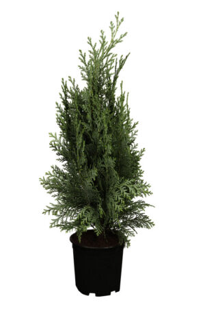 Kalifornia ebaküpress ‘Columnaris’ P24 110cm