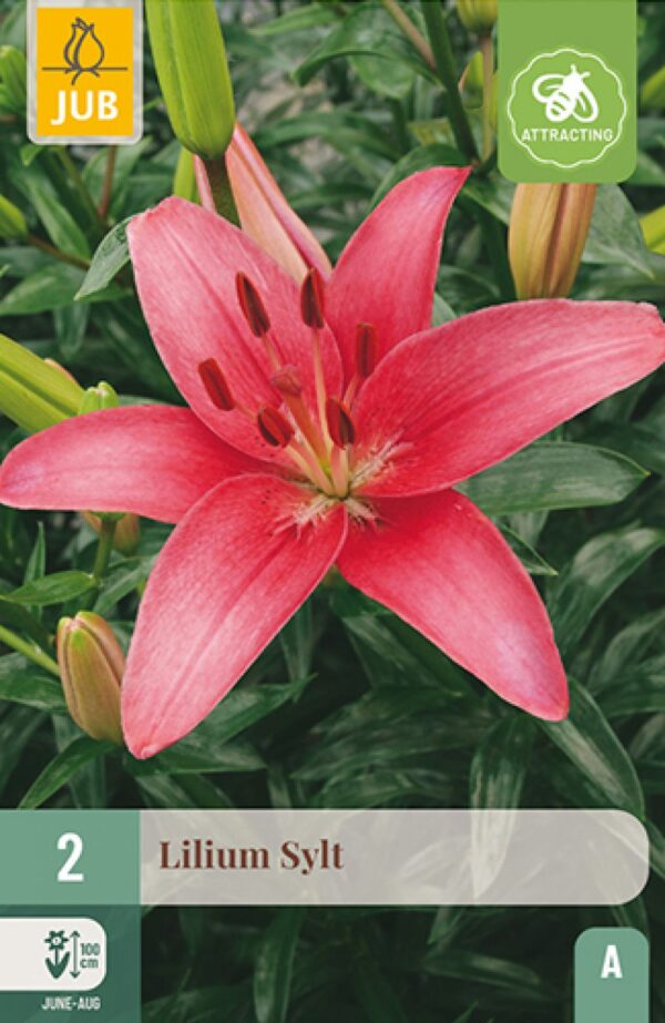Aasia Liilia 'Sylt' 2tk