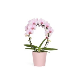 Kuuking ‘Mirror Miracle Tiana’ P12 2 õievart kaarel