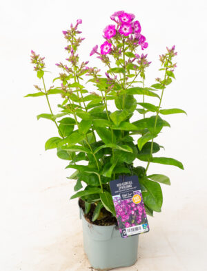 Aed-leeklill ‘Flame Purple Eye’ P17