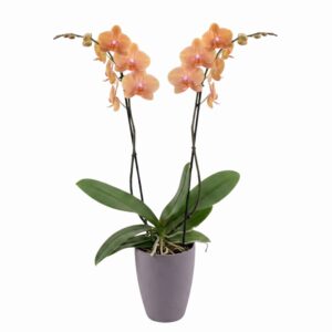 Kuuking ‘Autumn Wind’ P12 45cm 2 õievart