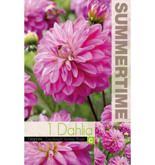 Dekoratiivdaalia 'Candelight Smoky Blaze' 1tk