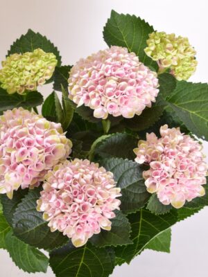 Suurelehine hortensia ‘Magical Revolution’ P12
