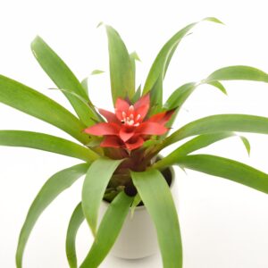 Gusmaania ‘Confetti’ P9