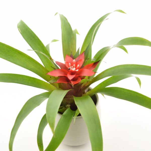 Gusmaania 'Confetti' P9