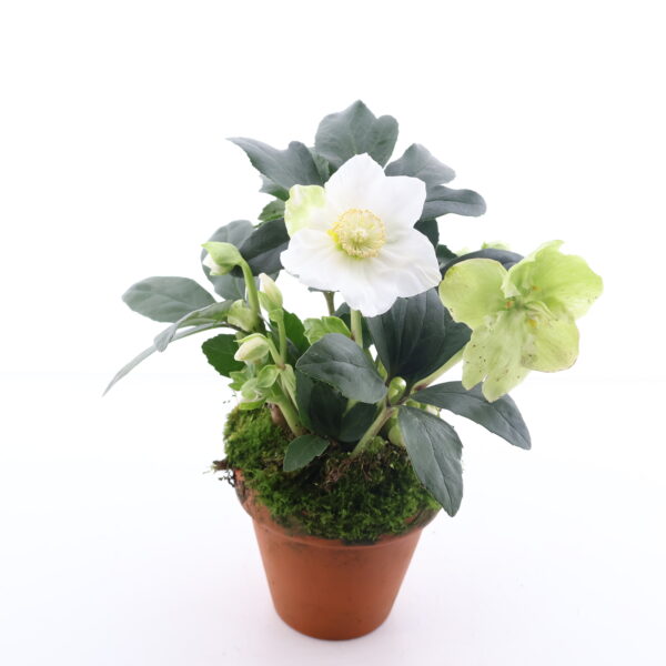 Must lumeroos 'Winterfeel Fleur' P11 savipotis