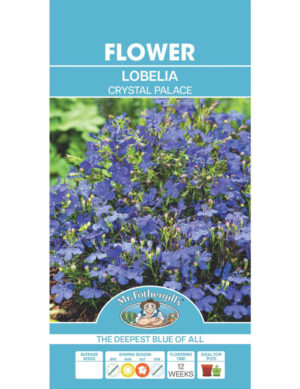 Lobeelia ‘Chrystal palace’ pk