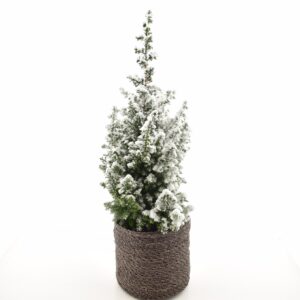 Lõhnav ebaküpress ‘Top Point’ P15 lumine