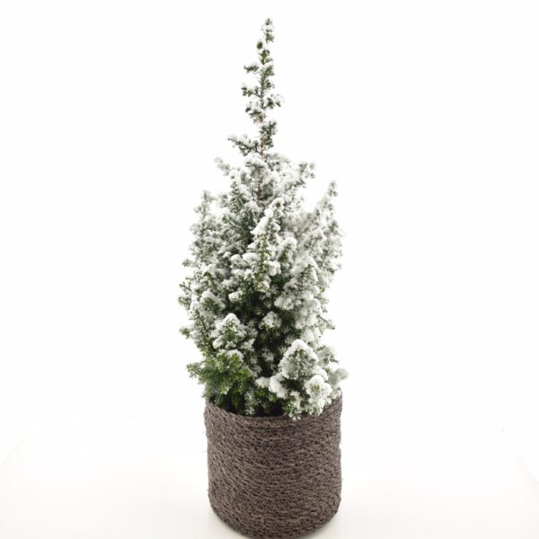 Lõhnav ebaküpress 'Top Point' P15 lumine