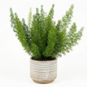 Tihe aspar ‘Meyers’ P12