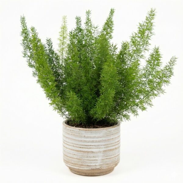 Tihe aspar 'Meyers' P12