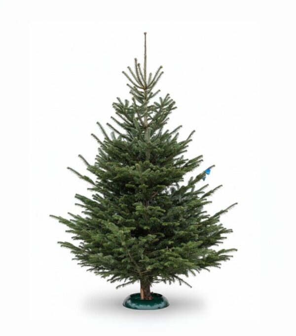 Kaukaasia nulg Nordmann Standard 300-350cm