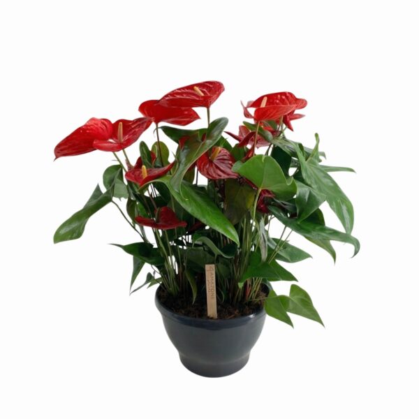 André flamingolill 'Alabama' P30