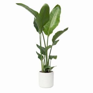 Nikolai paradiisilinnulill P21 140cm