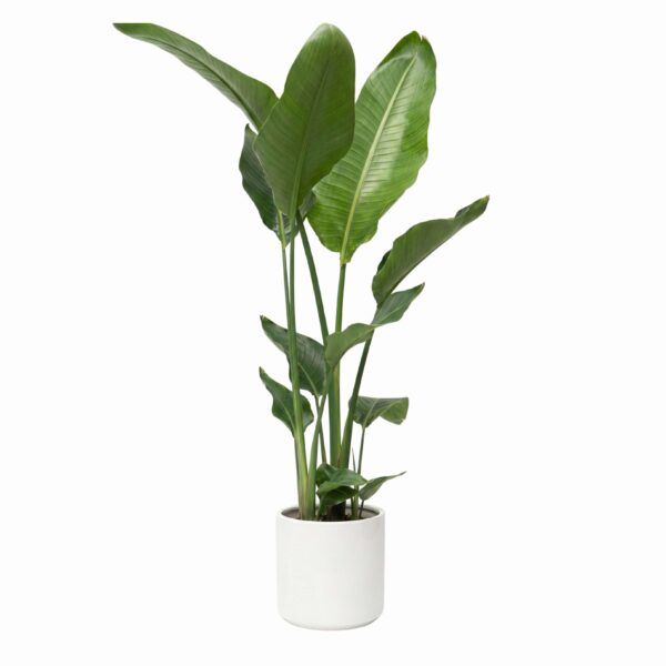 Nikolai paradiisilinnulill P21 140cm